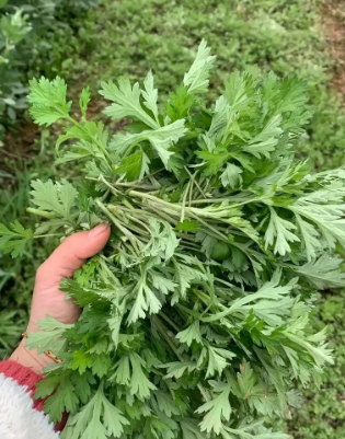 清明时节话艾果(图3) 清明时节话艾果(图3)